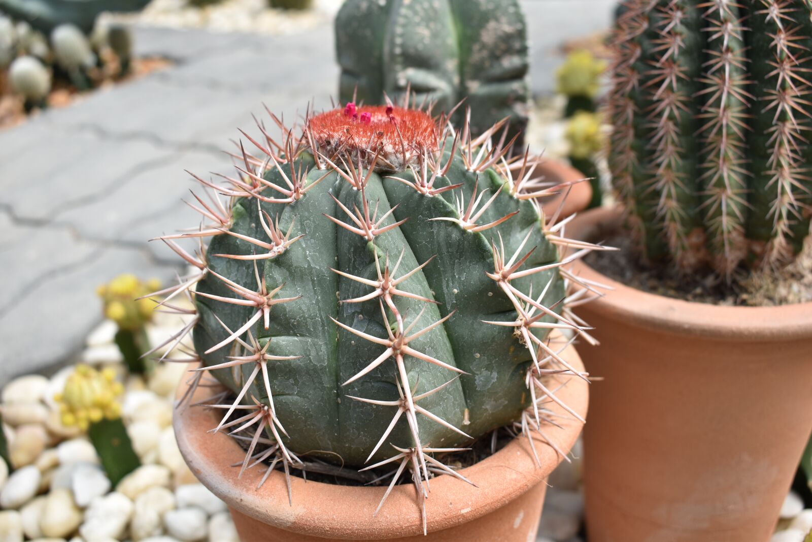 Nikon D3500 sample photo. Cactus, green, nature photography