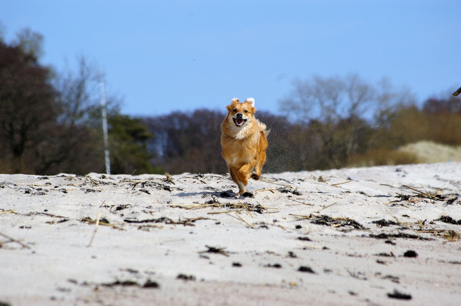 Pentax *ist DL sample photo. Dog, run, quick photography
