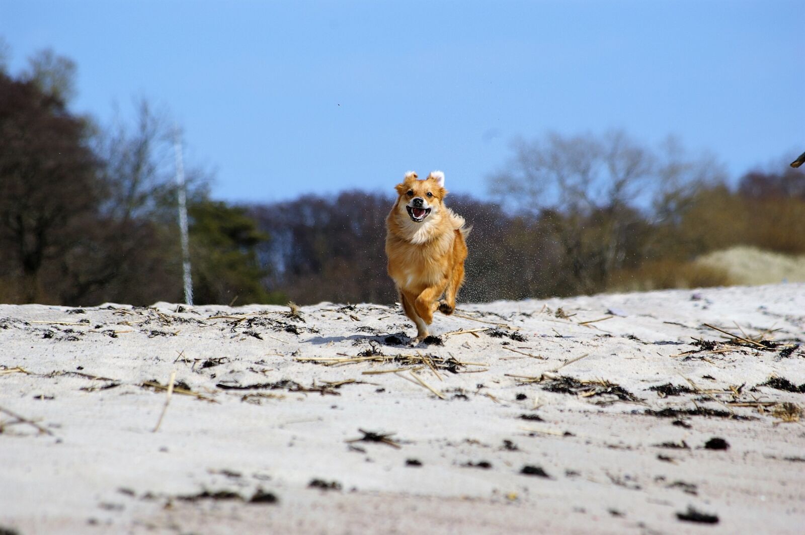 Pentax *ist DL sample photo. Dog, run, quick photography