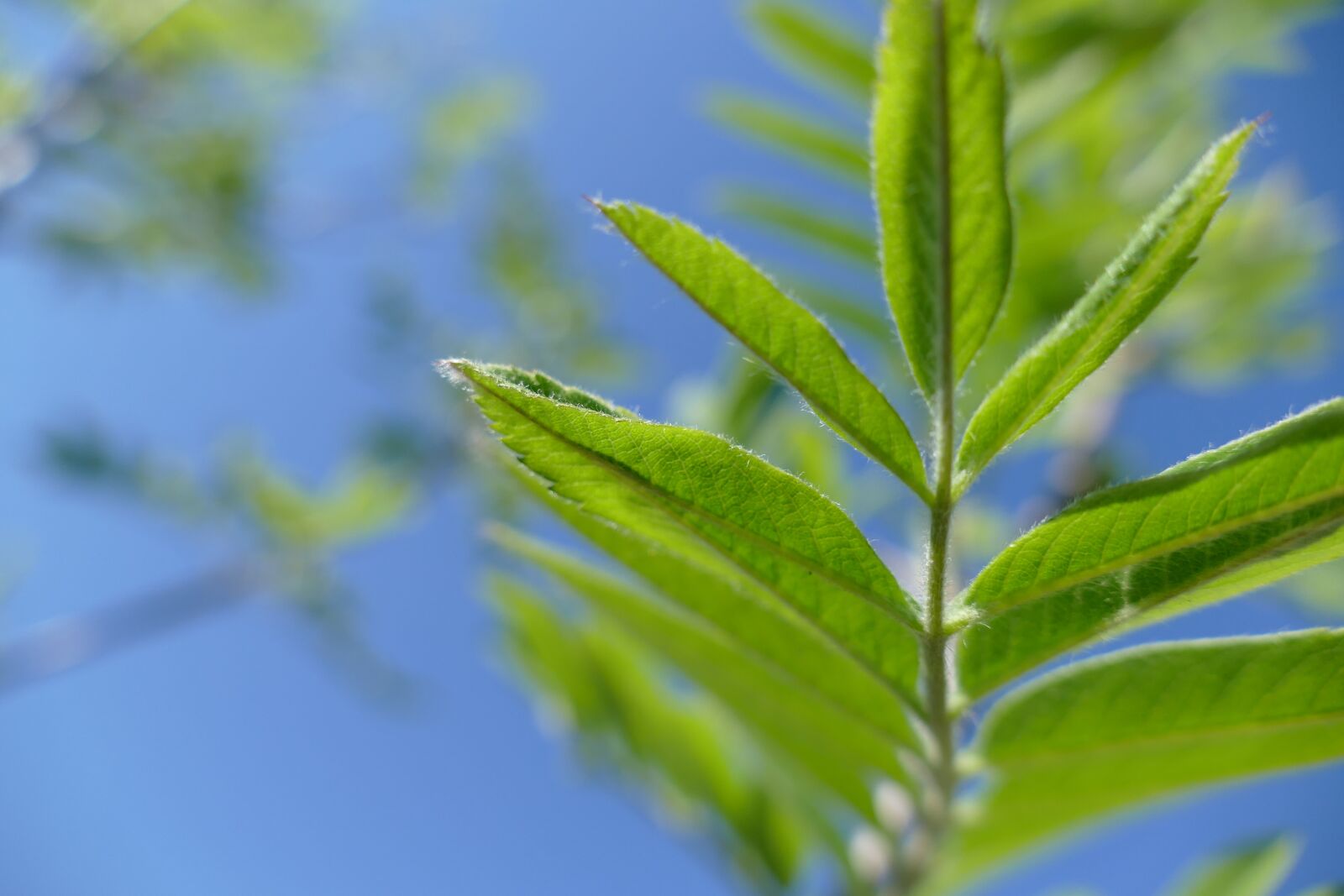 Panasonic Lumix DMC-FZ1000 sample photo. Green, leaf, nature photography