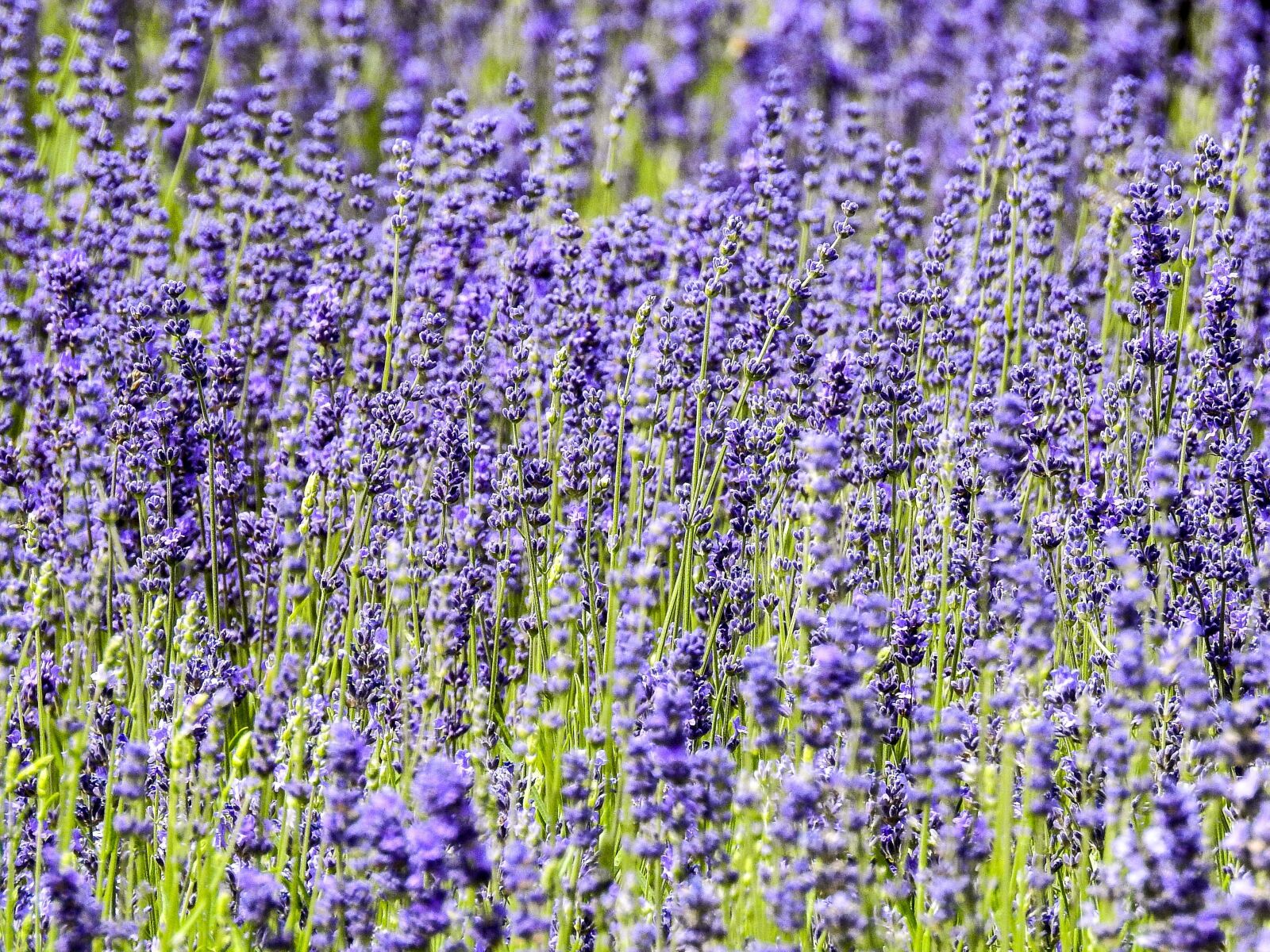 Nikon Coolpix P900 sample photo. Lavender, flower, plant photography