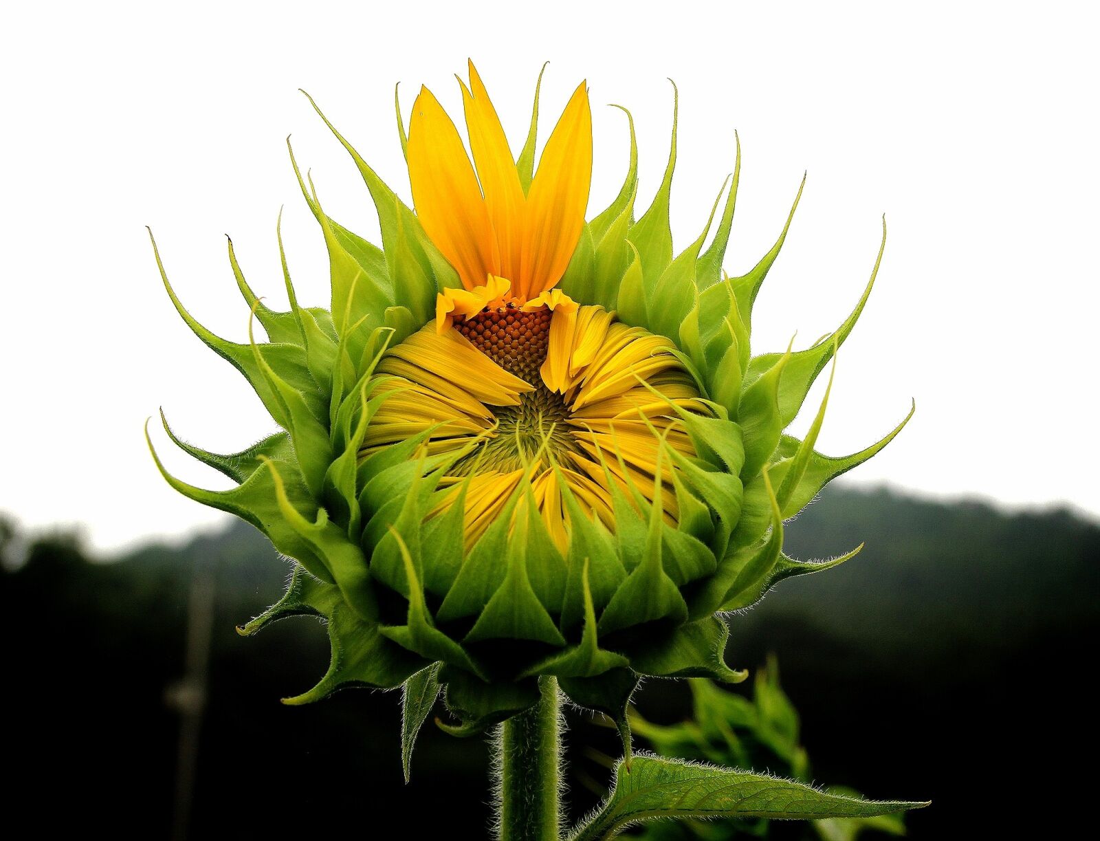 Canon EOS 60D sample photo. Sunflower, nature, leaf photography