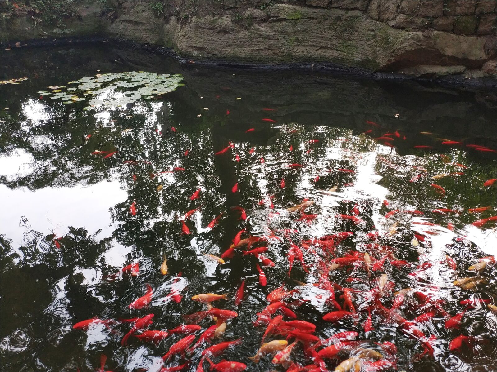 Xiaomi MIX 2 sample photo. Fish pond, goldfish, park photography
