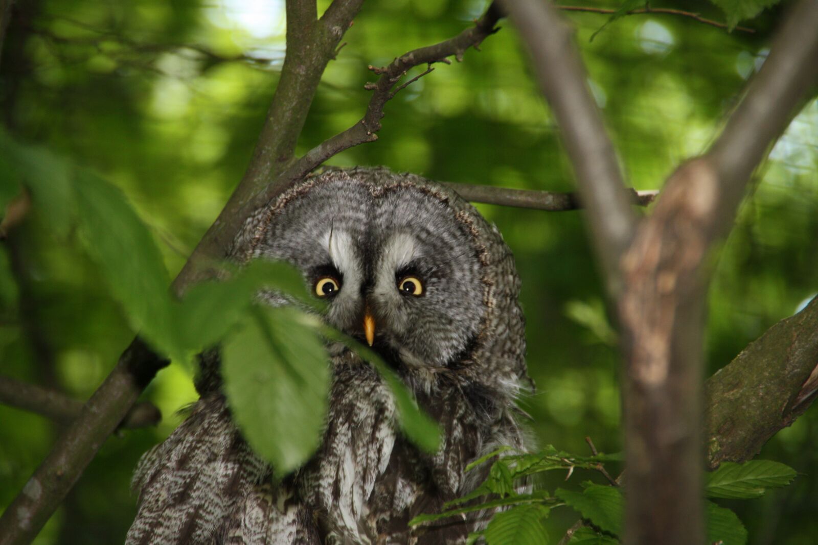 Canon EOS 450D (EOS Rebel XSi / EOS Kiss X2) sample photo. Owl, eagle owl, bird photography