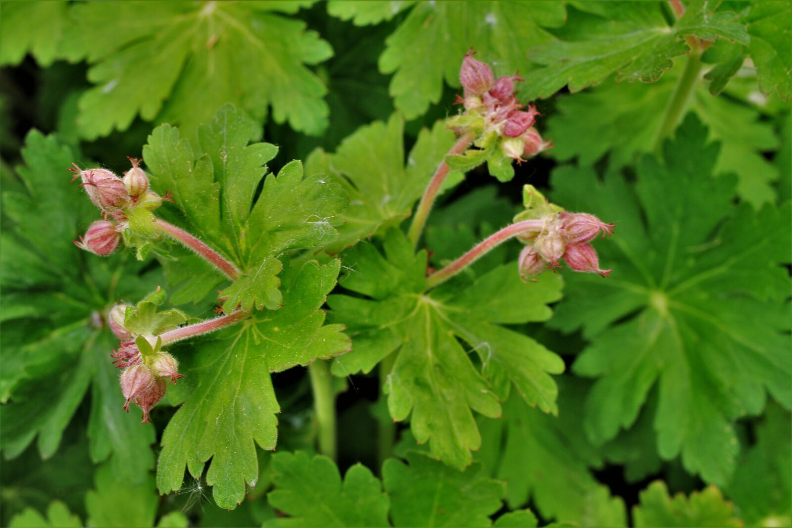 Canon EF-S 35mm F2.8 Macro IS STM sample photo. Balkan cranesbill, stork beaks photography