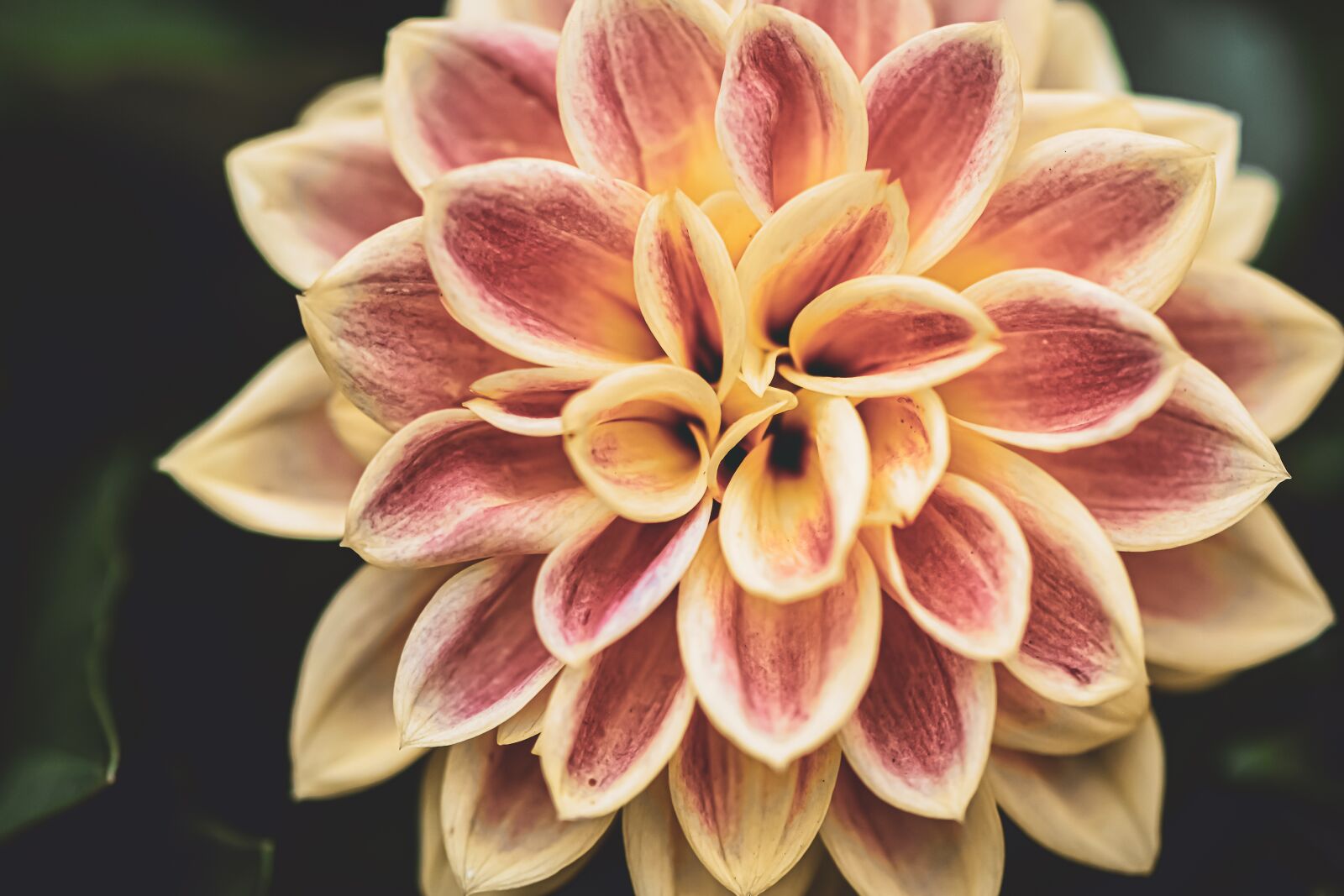 Nikon D7200 sample photo. Dahlia, dahlias, summer photography