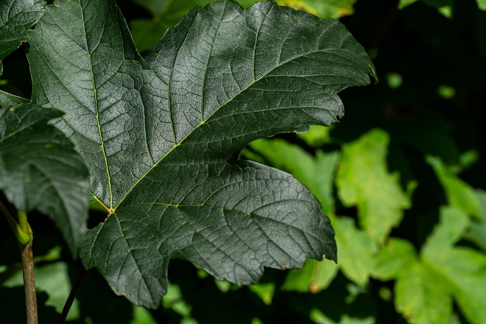 Nikon D7100 sample photo. Leaf, green, leaf structure photography