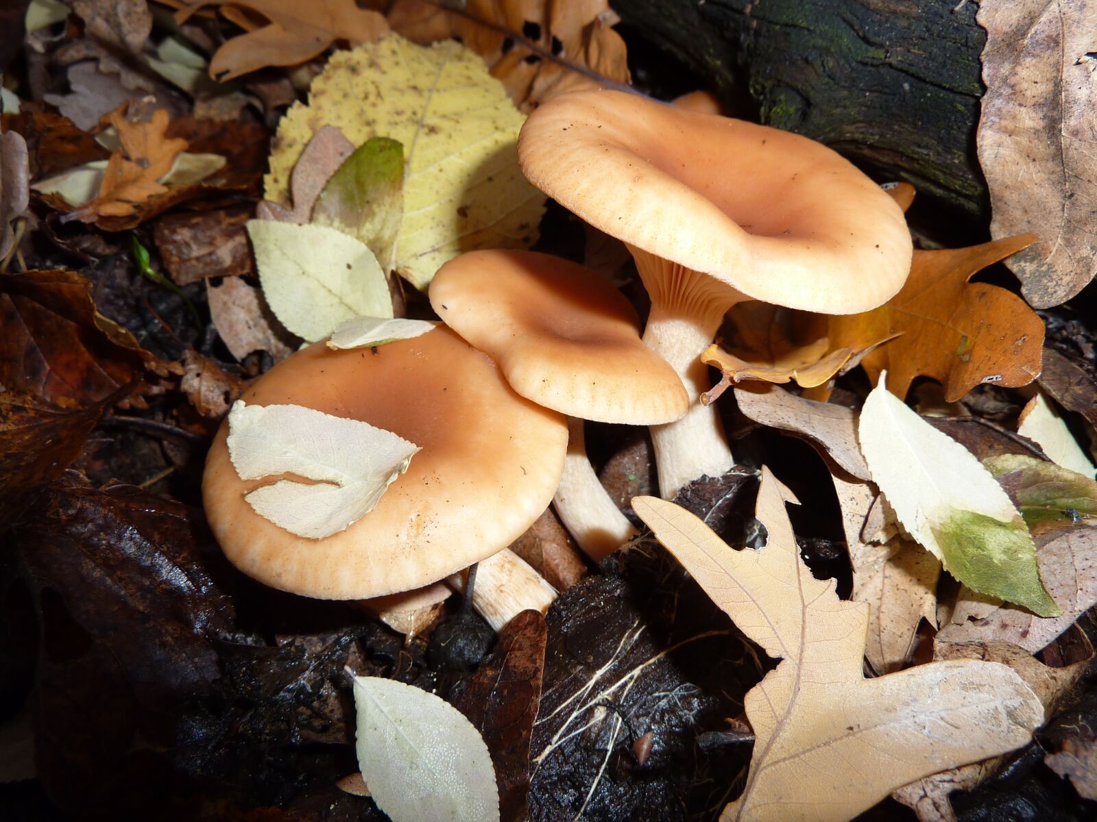 Panasonic DMC-TZ7 sample photo. Mushrooms, irina, nature photography