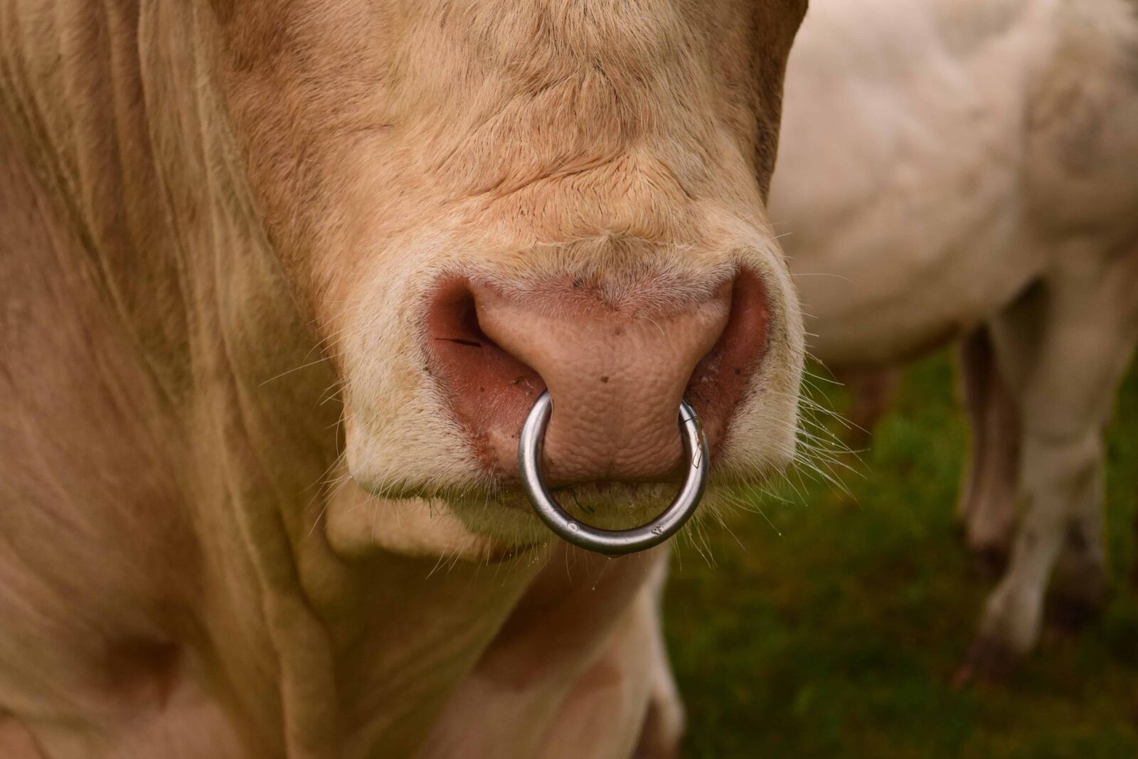 Nikon D3300 sample photo. Cow, animal, ring, livestock photography