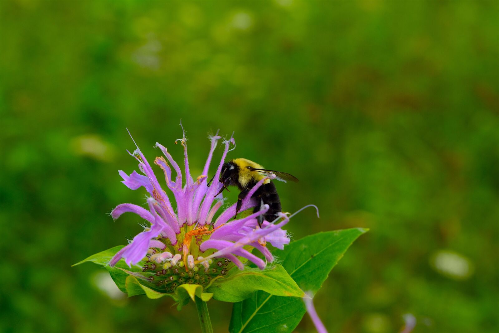 Nikon D3300 sample photo. Bee, bumble bee, flower photography