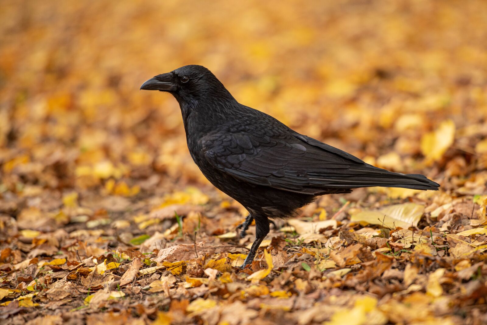 Nikon D750 sample photo. Crow, bird, black photography