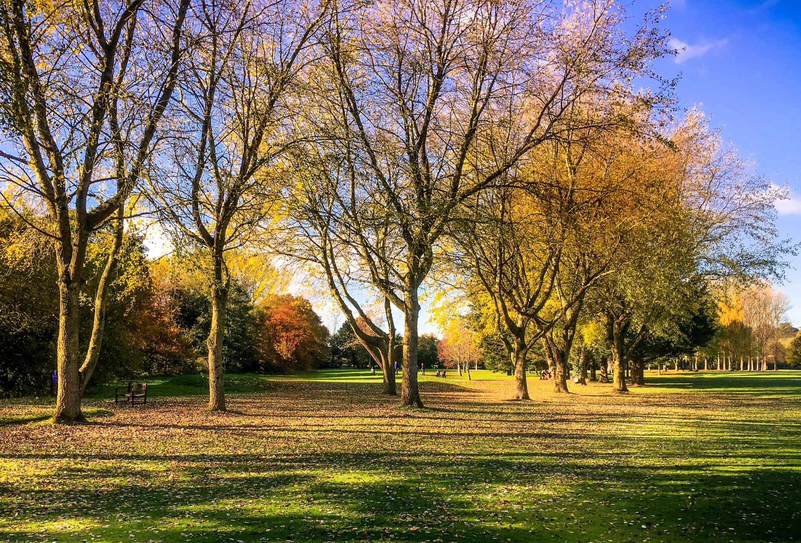 Apple iPhone 6s sample photo. Autumn golf coursetree, season photography