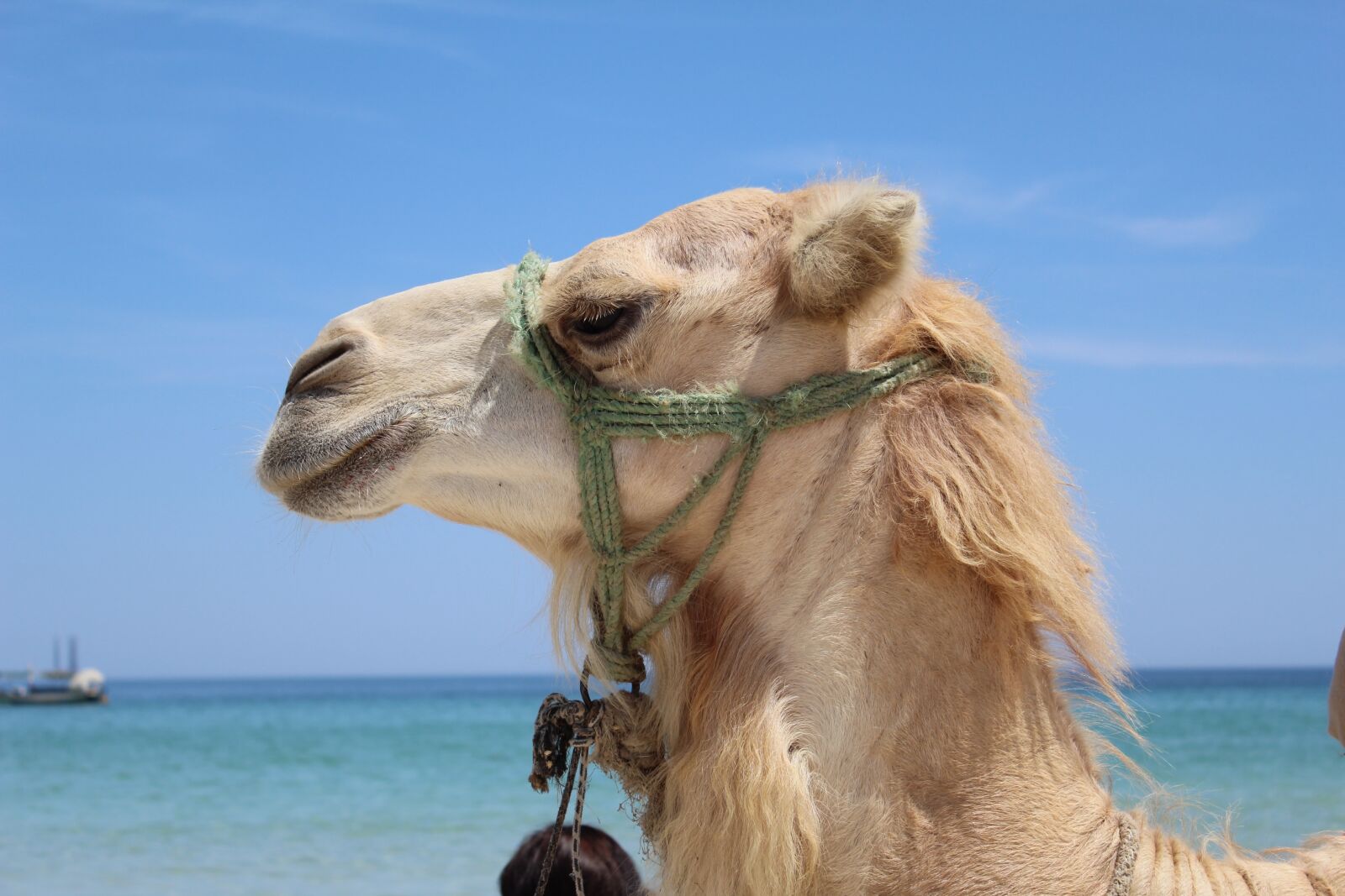 Canon EOS 600D (Rebel EOS T3i / EOS Kiss X5) sample photo. Camel, sea, animal photography