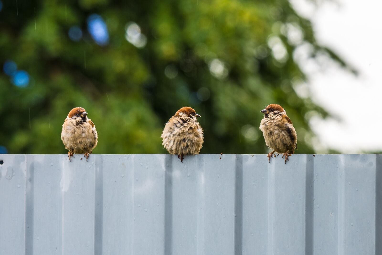 Nikon D7200 sample photo. Birds, sparrow, plumage photography