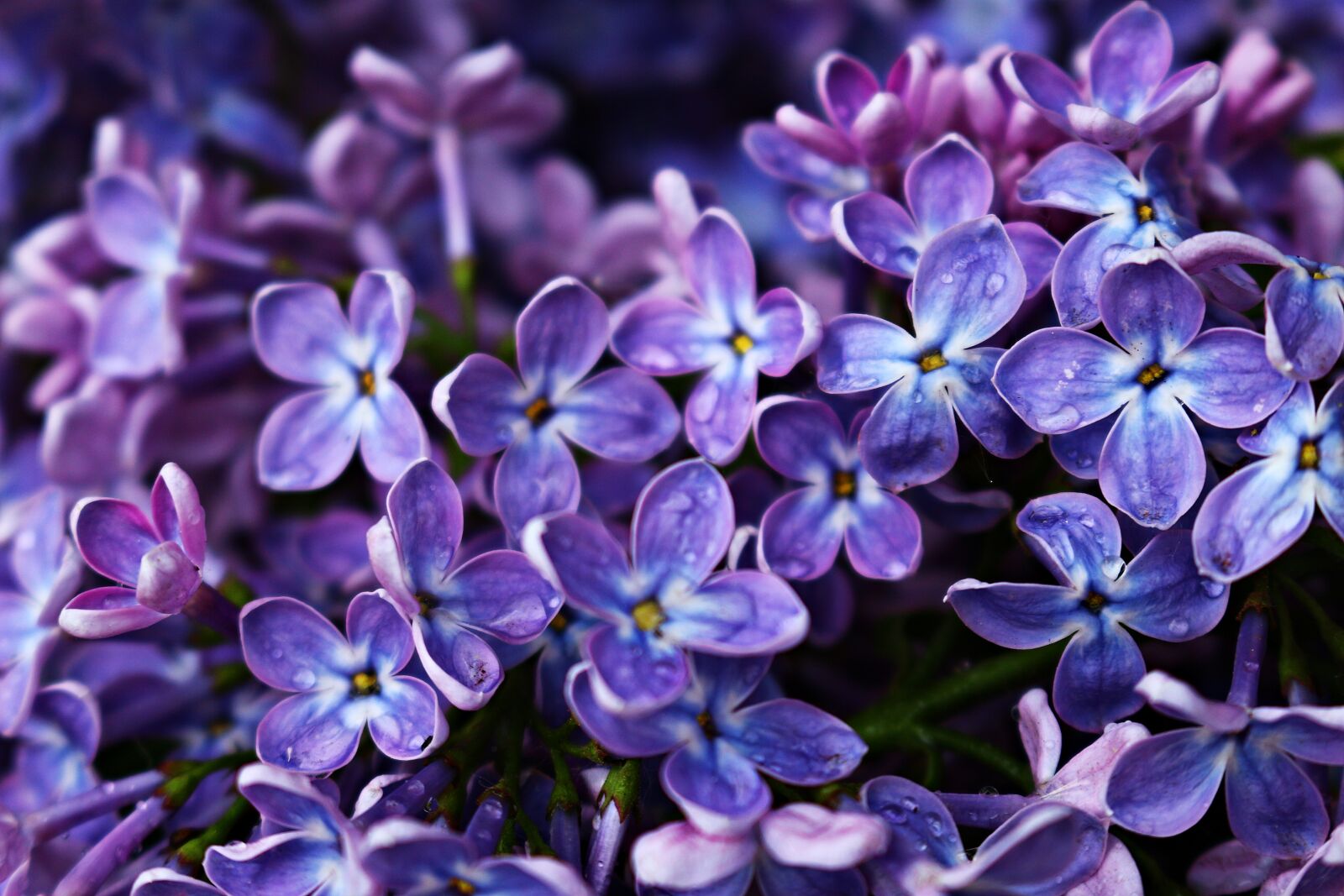 Canon EOS 100D (EOS Rebel SL1 / EOS Kiss X7) sample photo. Lilac, blossom, bloom photography