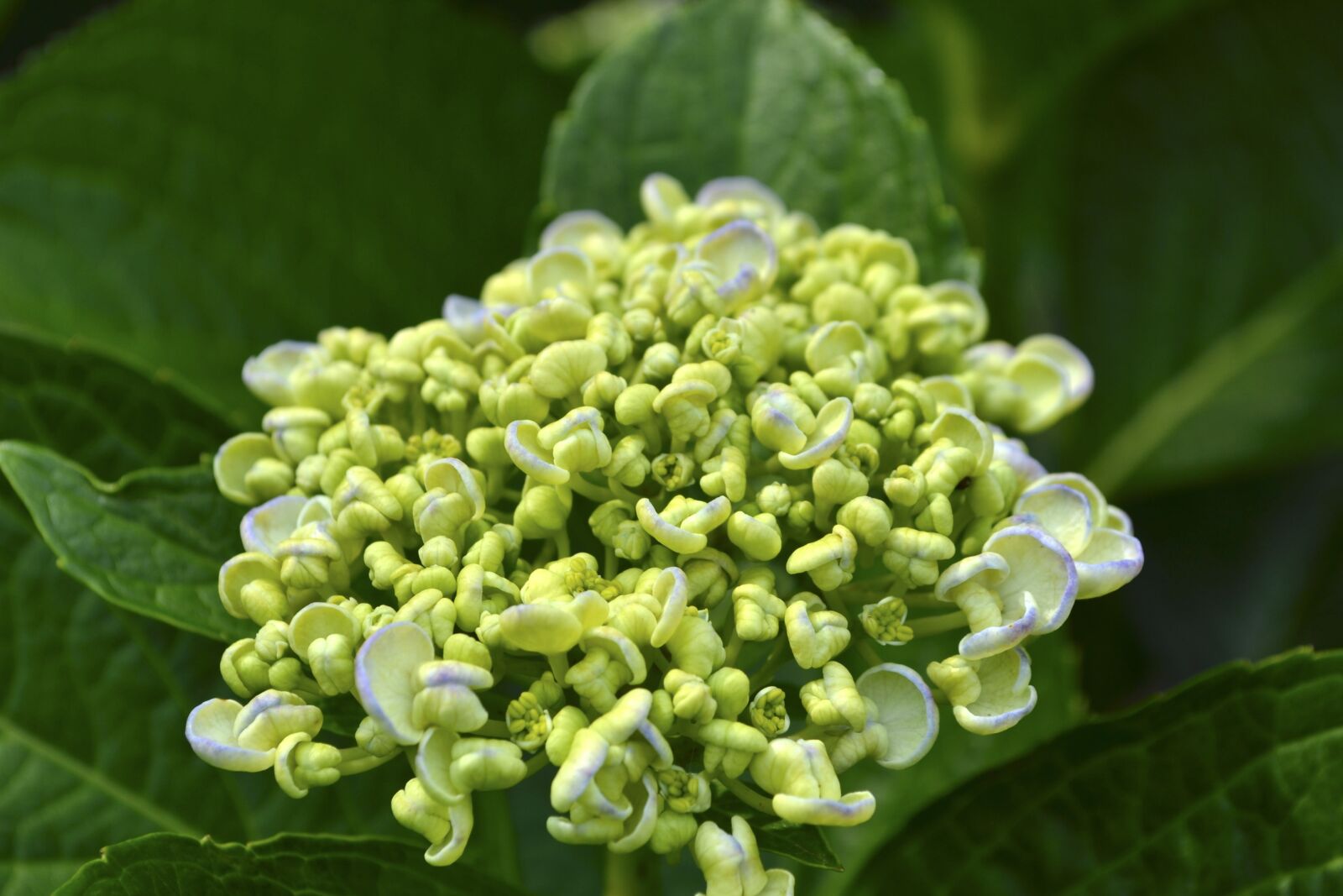 Nikon D3100 sample photo. Hydrangea, bud, yellow photography