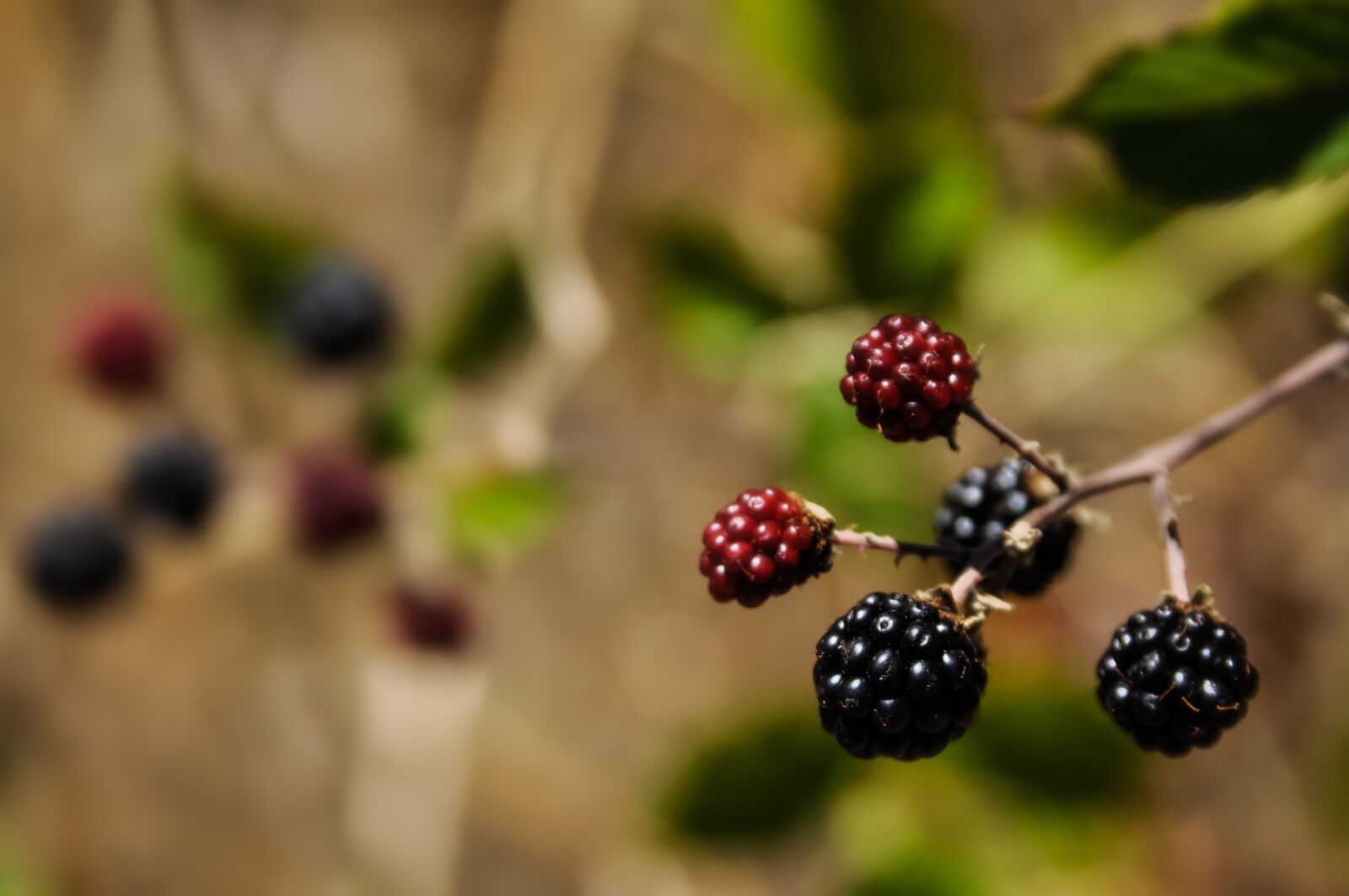 Nikon D90 sample photo. Blackberries, red, black photography