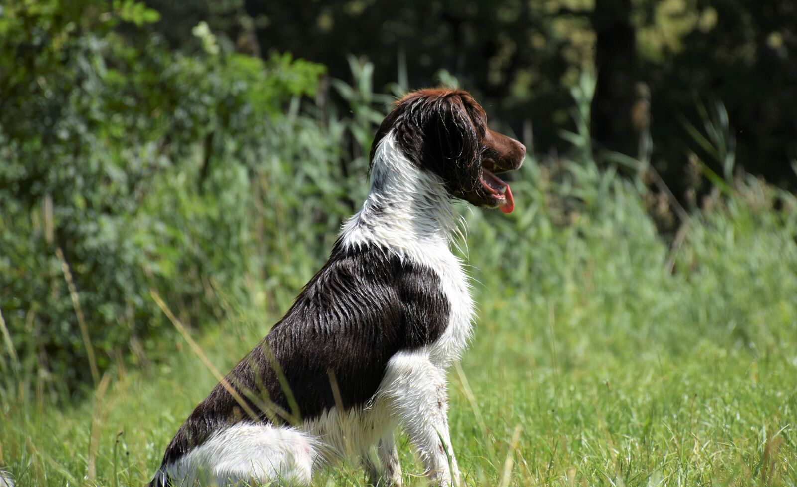 Nikon D7200 sample photo. Dog, m nsterl nder photography