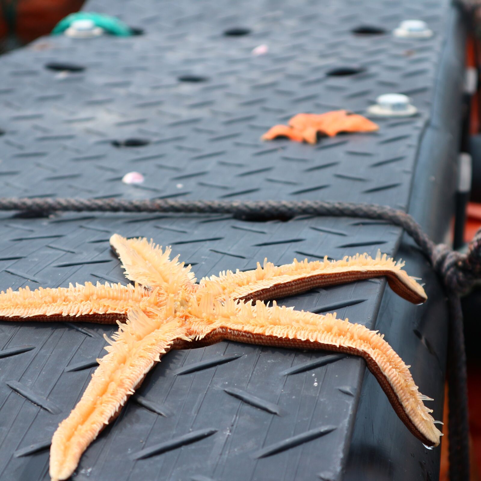 Canon EF-M 15-45mm F3.5-6.3 IS STM sample photo. Starfish, sea, times photography