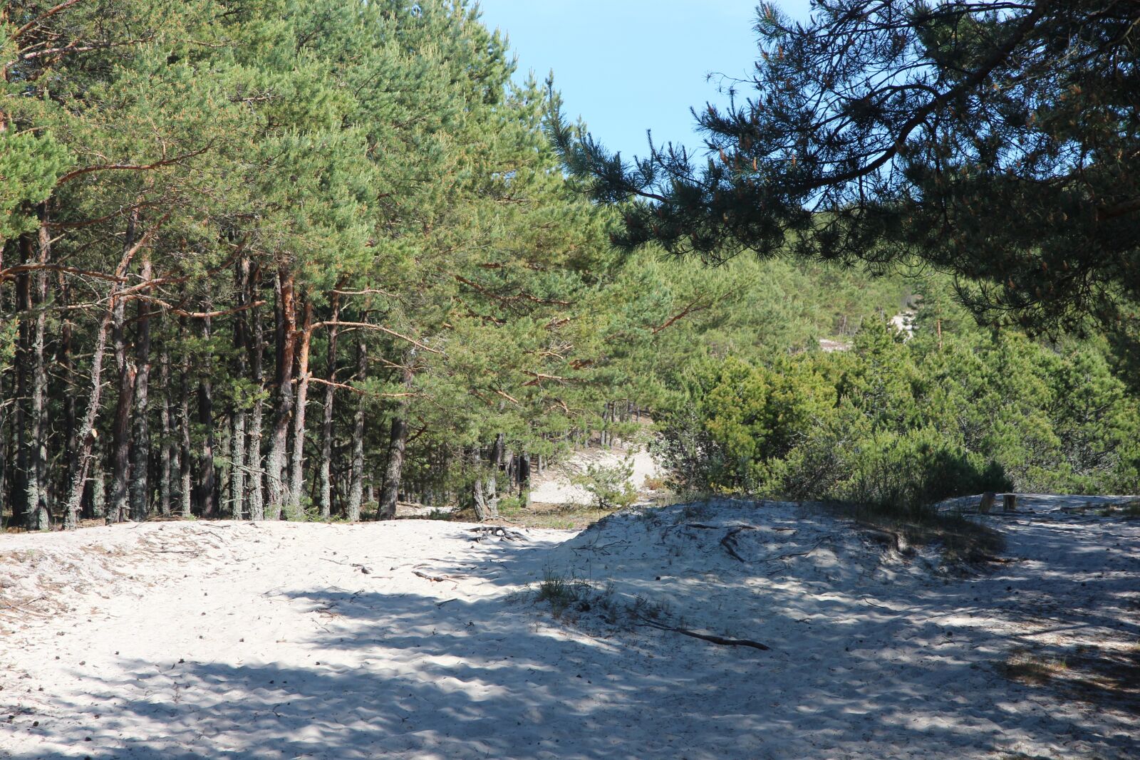 Canon EOS 650D (EOS Rebel T4i / EOS Kiss X6i) sample photo. Forest, coniferous forest, nature photography