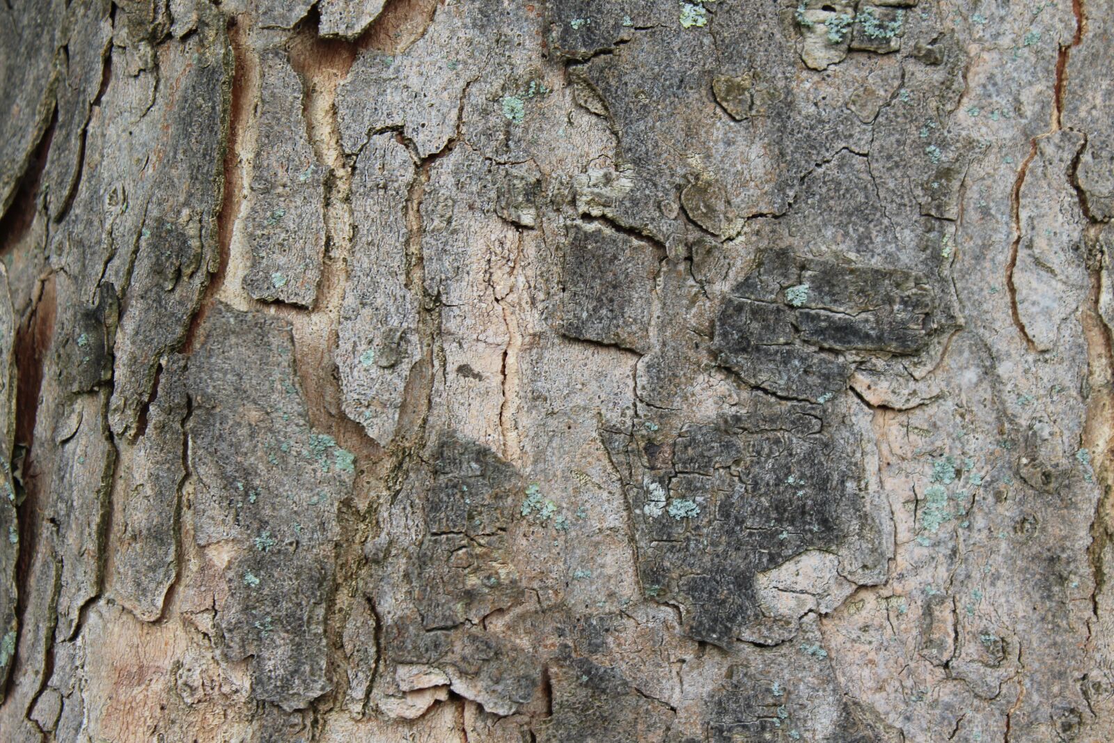 Canon EOS 1300D (EOS Rebel T6 / EOS Kiss X80) sample photo. Tree bark, bark, log photography