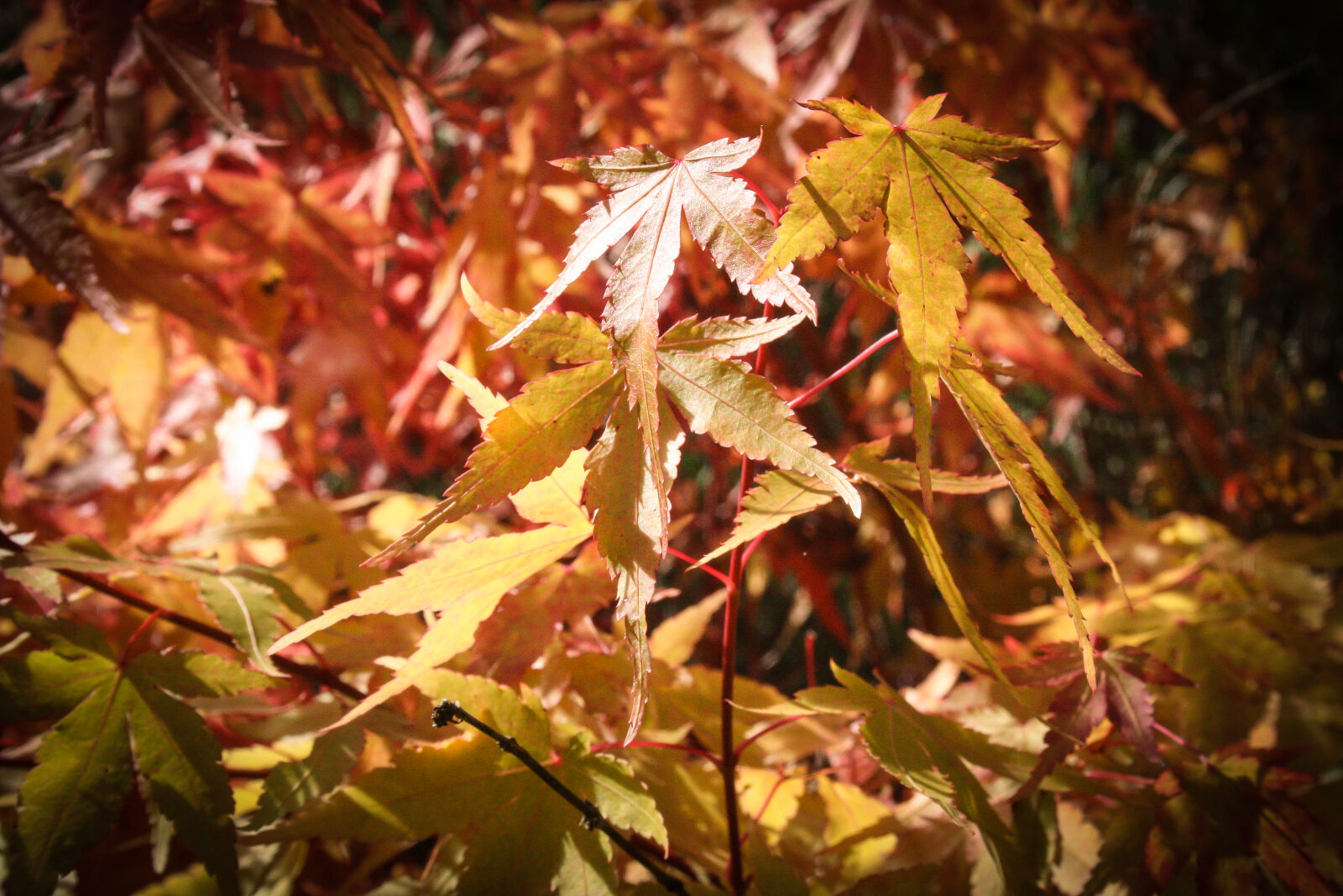 Canon EF-S 18-55mm F3.5-5.6 II sample photo. Autumn, branches, fall, fall photography