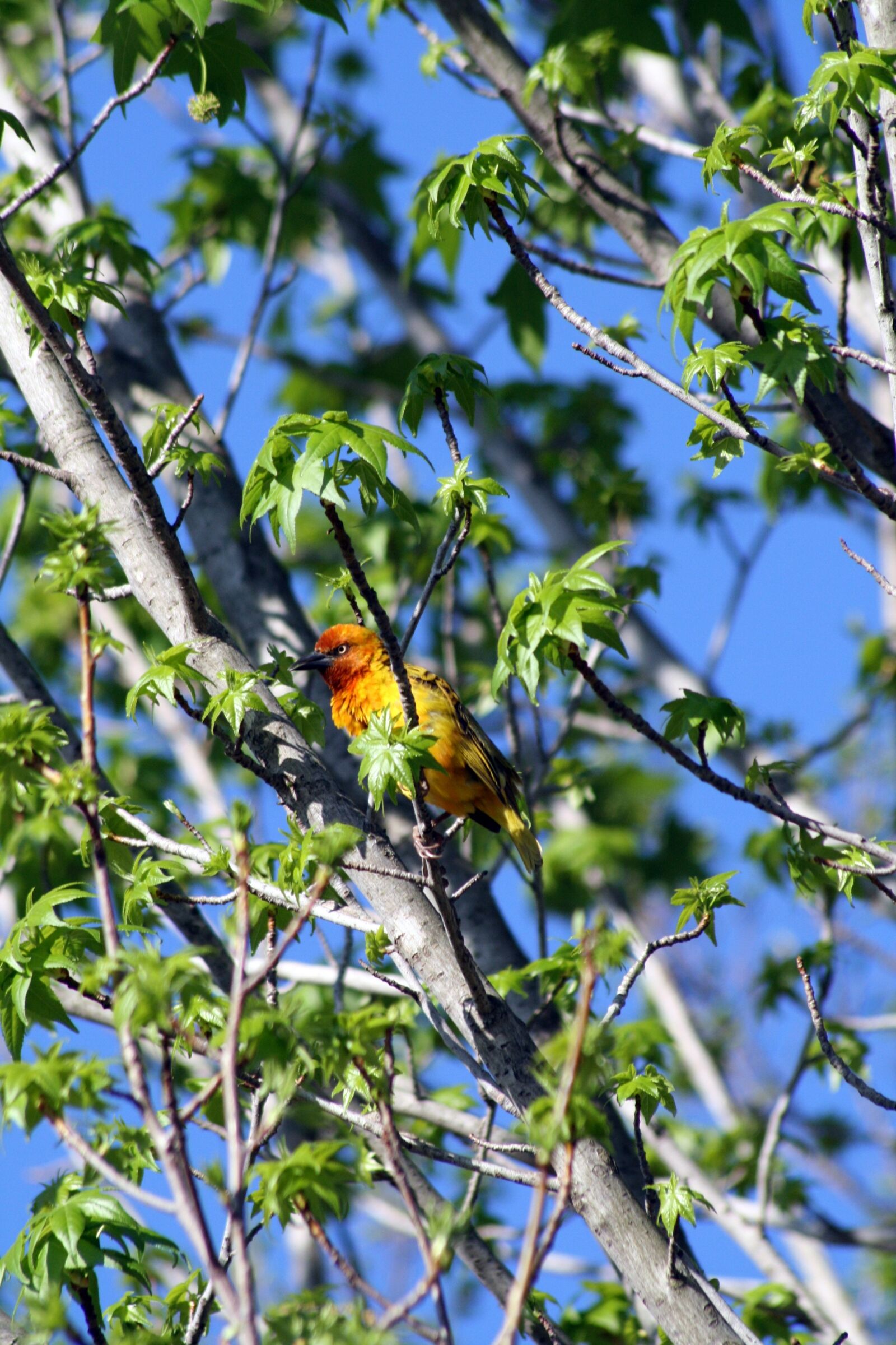 Canon EOS 400D (EOS Digital Rebel XTi / EOS Kiss Digital X) sample photo. Bird, yellow, red photography
