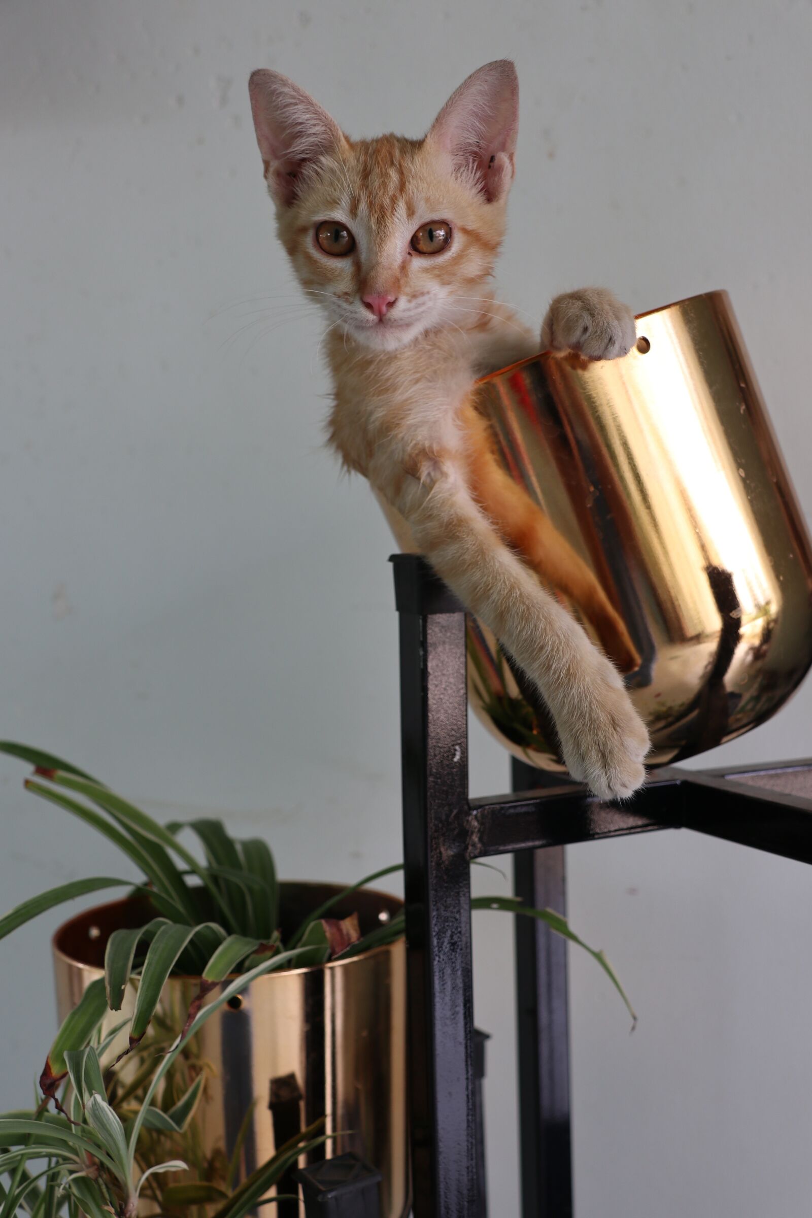 Canon EOS M6 sample photo. Cat, eyes, look photography