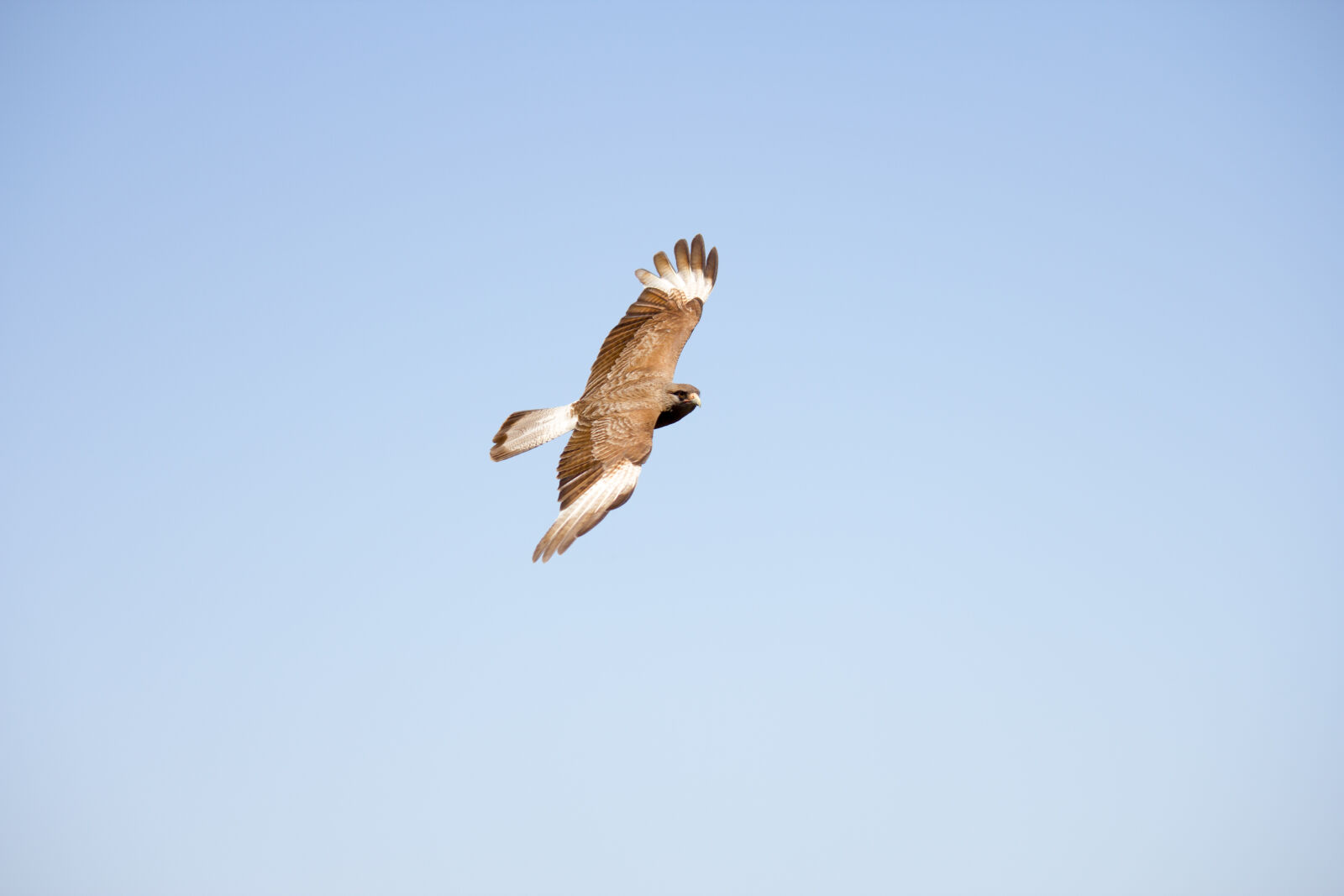 Canon EF-S 55-250mm F4-5.6 IS sample photo. Animals, bird, fly, freedom photography
