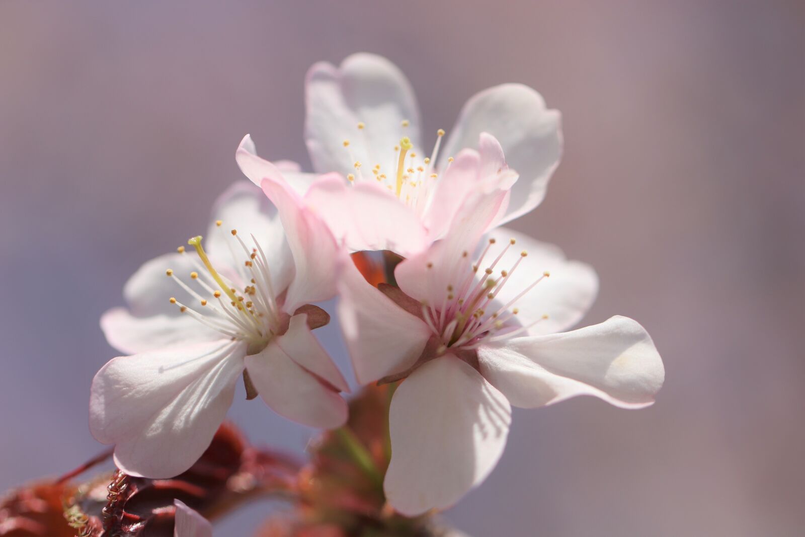 Canon EOS 77D (EOS 9000D / EOS 770D) sample photo. Sakura, flowers, spring photography