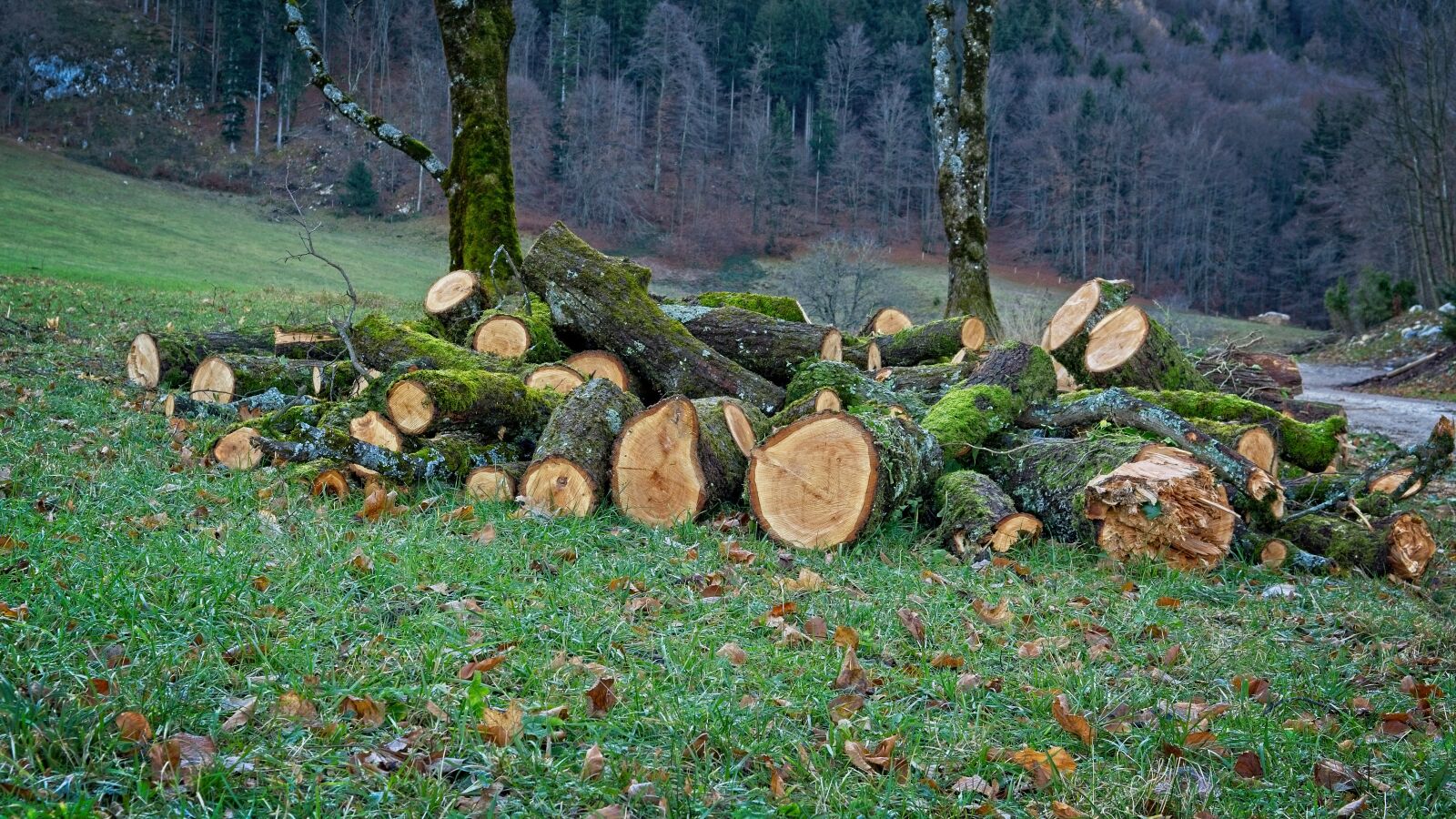 Nikon D7100 sample photo. Firewood, tree trunks, nature photography