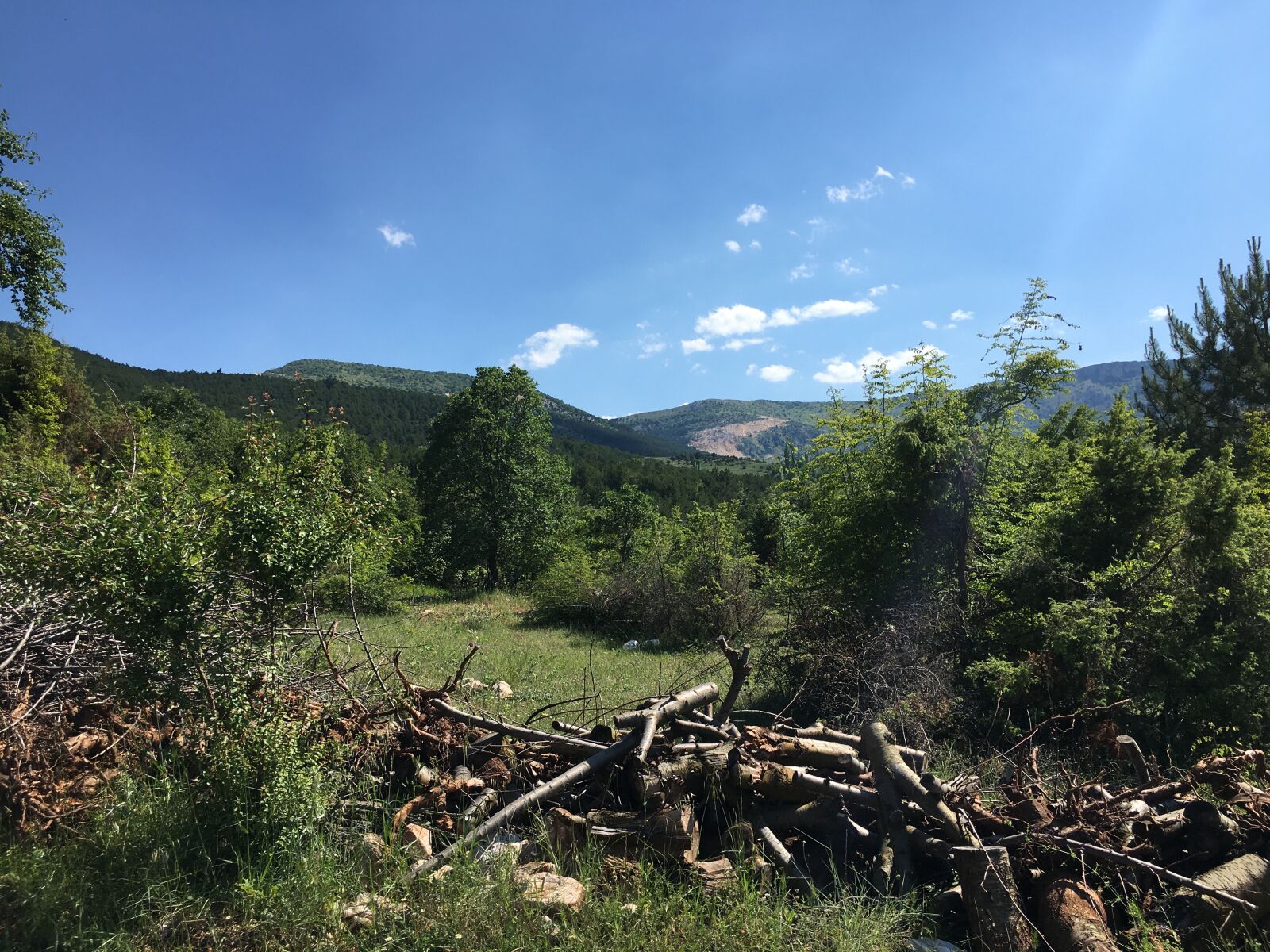 iPhone 6s back camera 4.15mm f/2.2 sample photo. Sky, forest, landscape photography