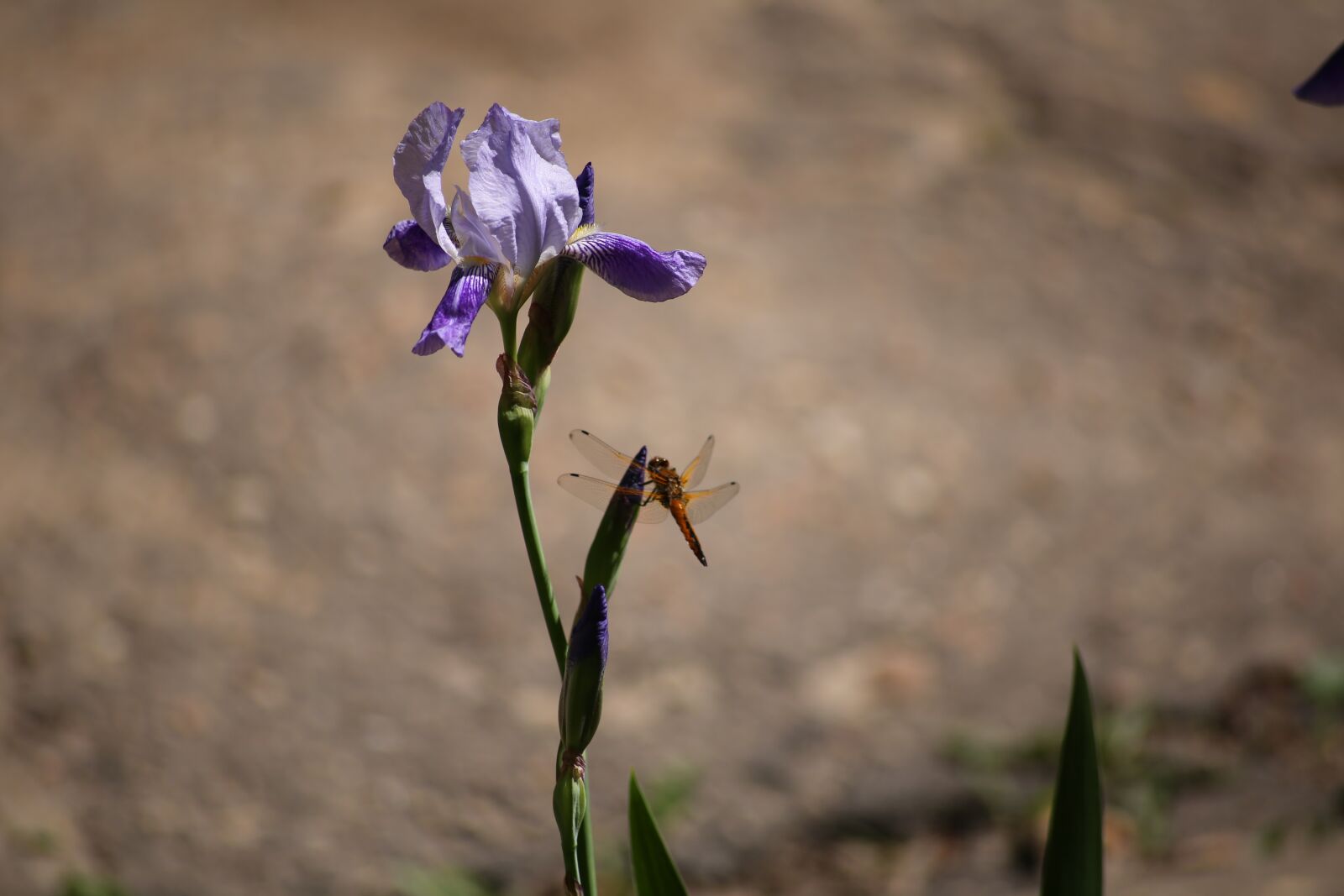 Canon EOS 6D sample photo. Iris, dragonfly, flower photography