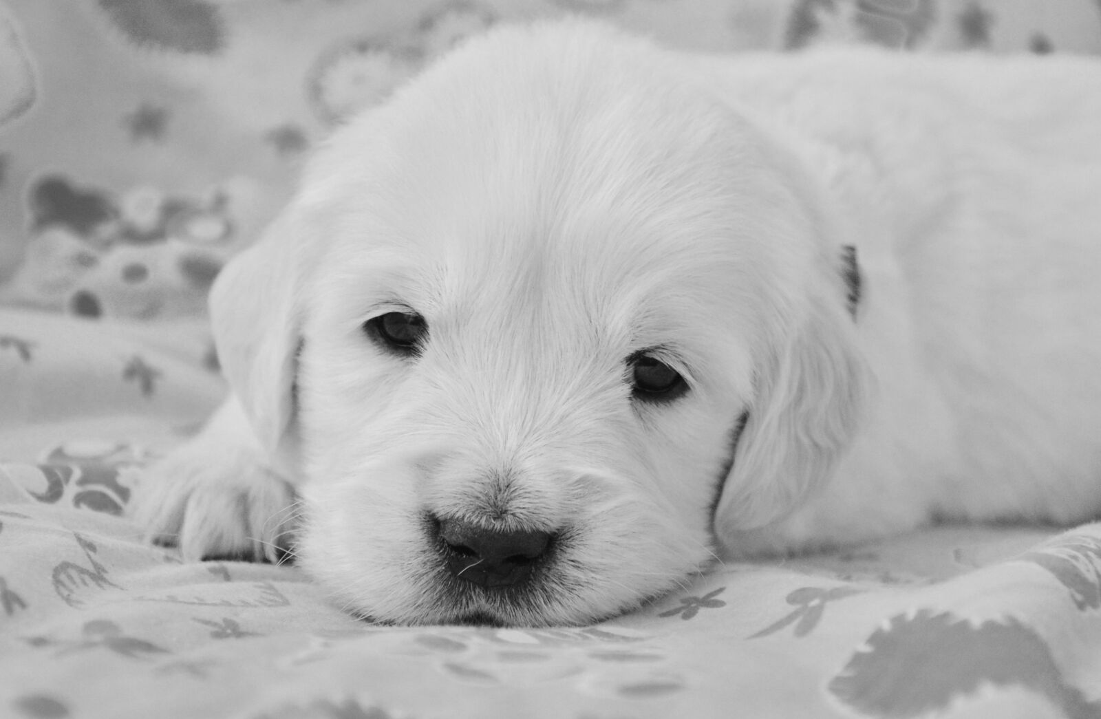 Nikon D5200 sample photo. Dog, golden retriever puppy photography