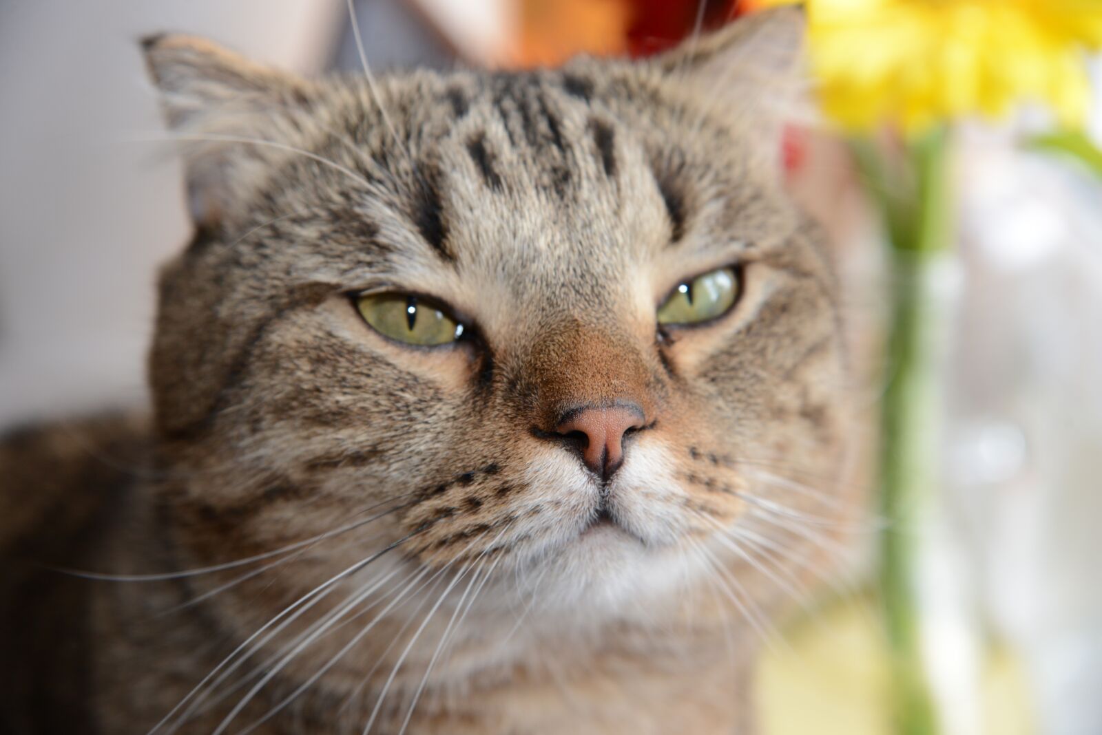 Nikon D800 sample photo. Cute, cat, animals photography