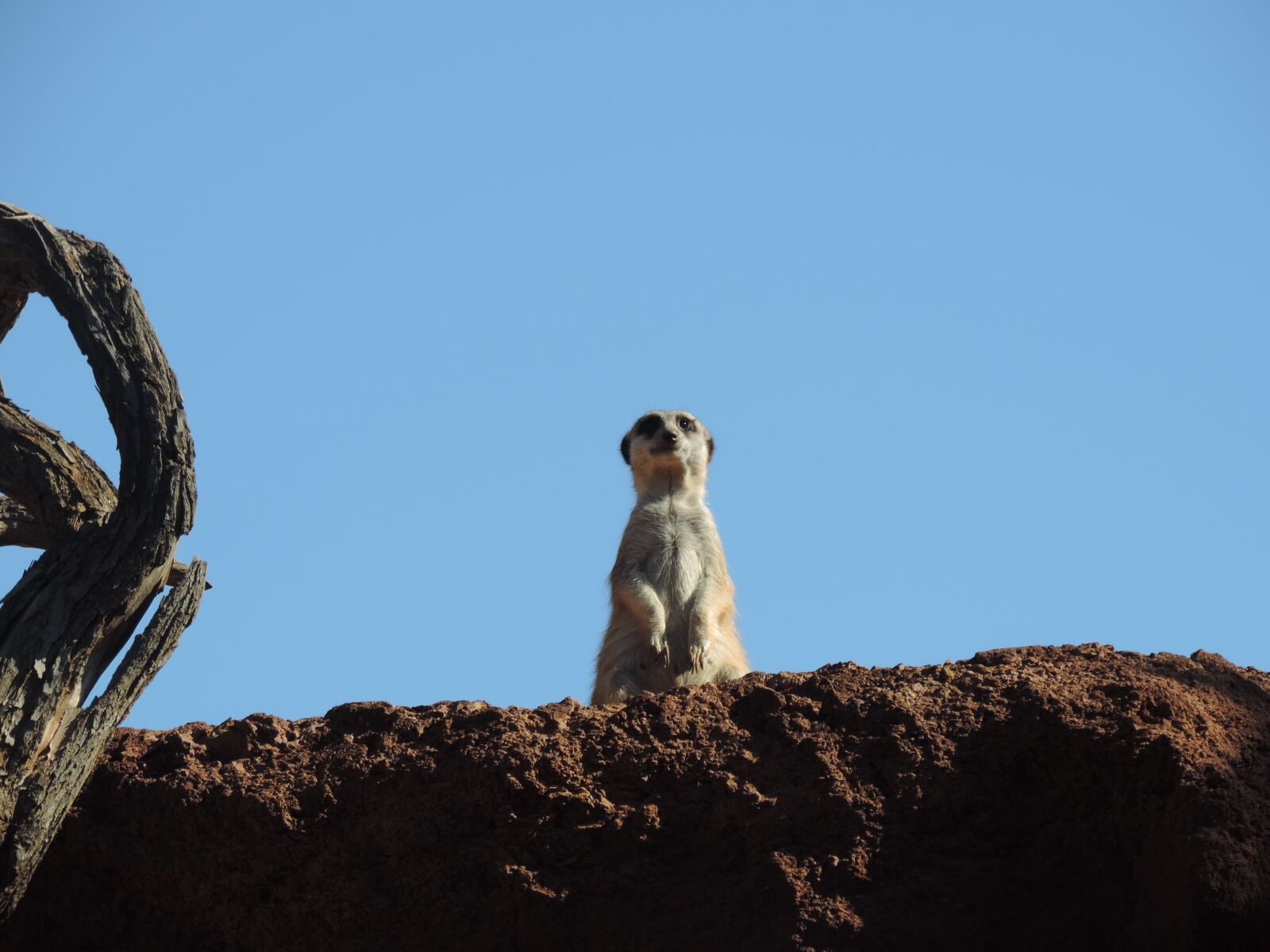 Nikon Coolpix P520 sample photo. Surykatka, animals, wild animal photography
