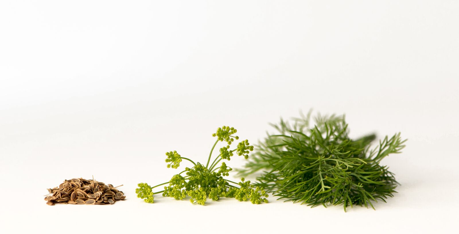 Nikon D750 sample photo. Dill, kapormag, dill flower photography