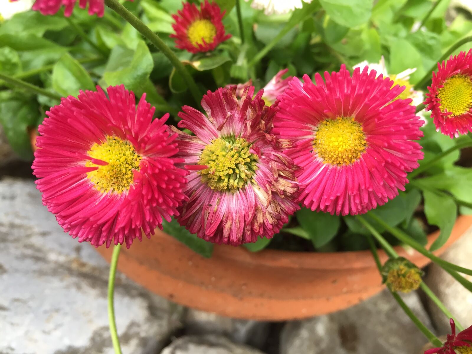 Apple iPhone 6 sample photo. Flower, blossom, bloom photography