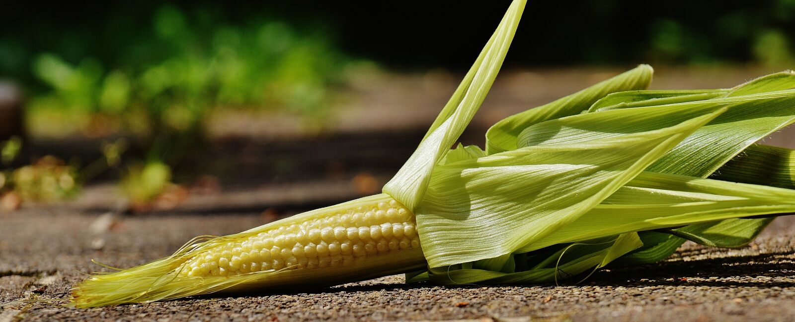Nikon D3200 sample photo. Corn, young, vegetables photography