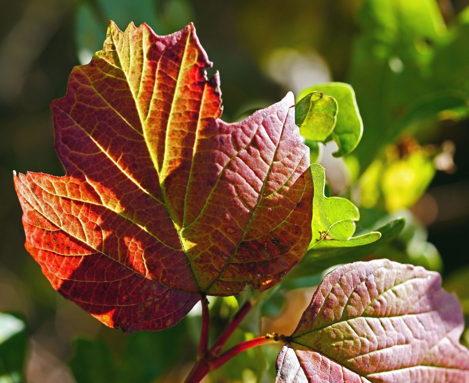 Panasonic Lumix DMC-GH3 sample photo. Leaf, tree, plant, flora photography