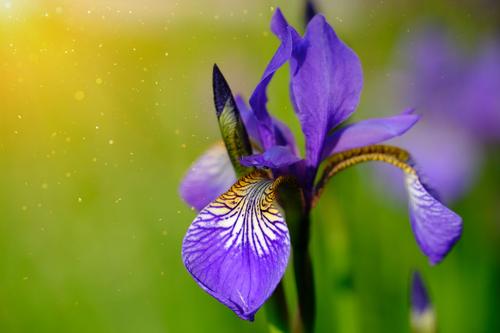 Fujifilm X-T2 + Fujifilm XF 80mm F2.8 R LM OIS WR Macro sample photo. Lily, iris, polle photography