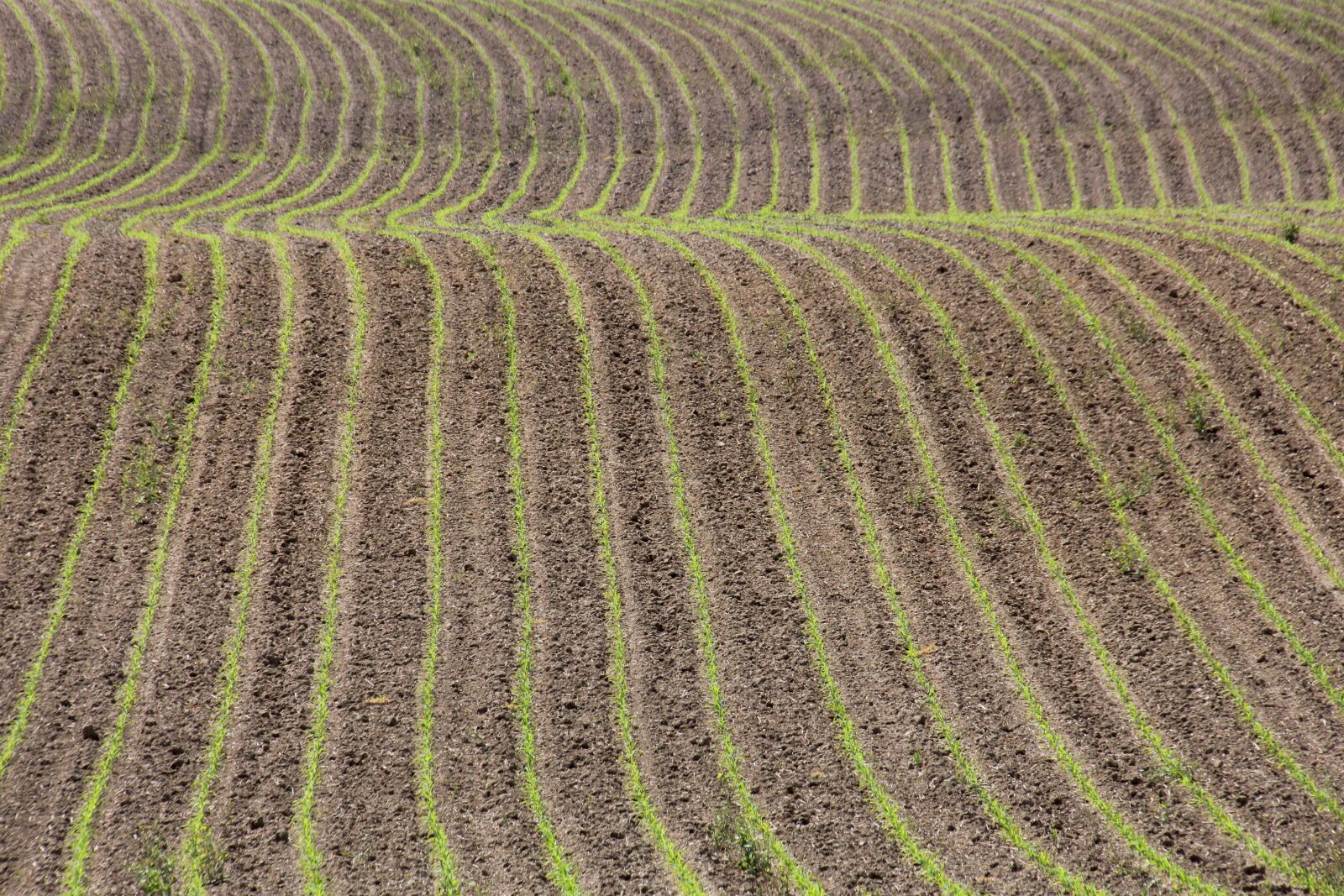 Canon EOS 60D sample photo. Field, arable, agriculture photography