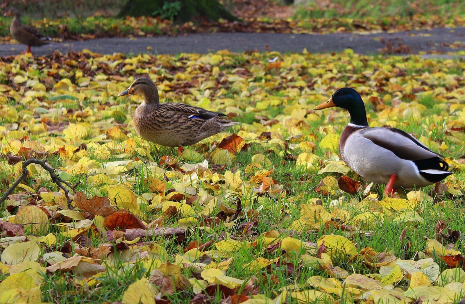 Canon EOS 1200D (EOS Rebel T5 / EOS Kiss X70 / EOS Hi) sample photo. Wild ducks, para, wild photography