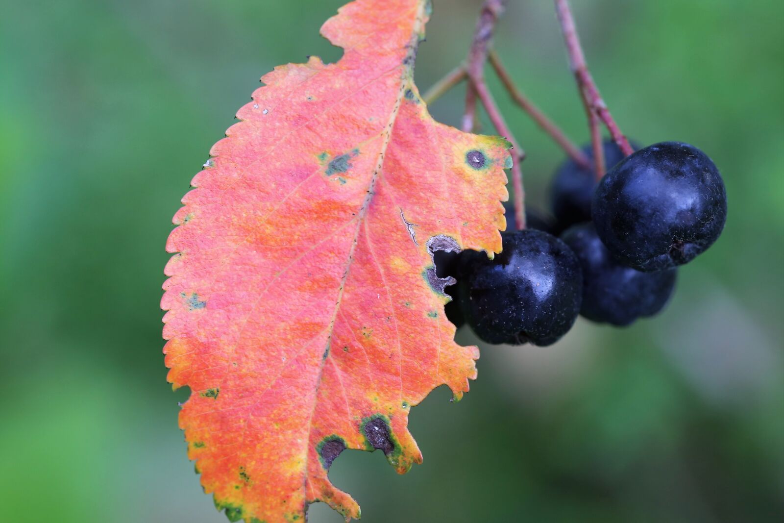 Canon EOS 6D + Canon EF 100mm F2.8 Macro USM sample photo. Aronia, berries, red leaf photography