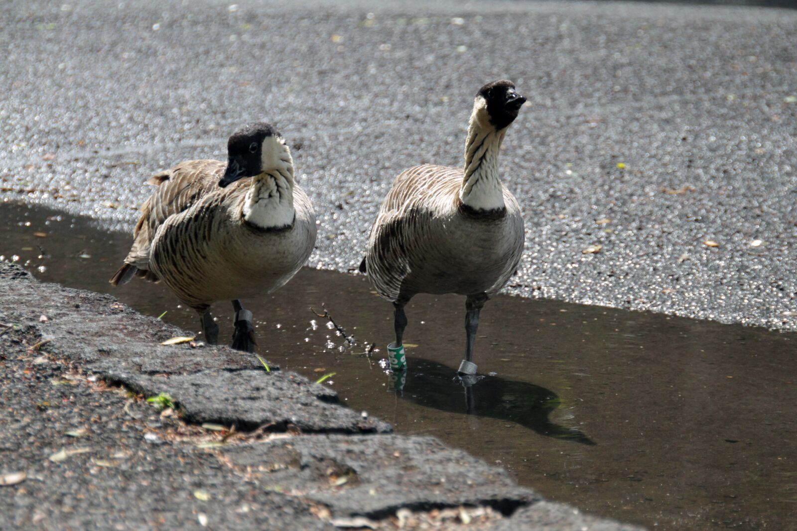 Canon EOS 7D sample photo. Nēnē, bird, wildlife photography