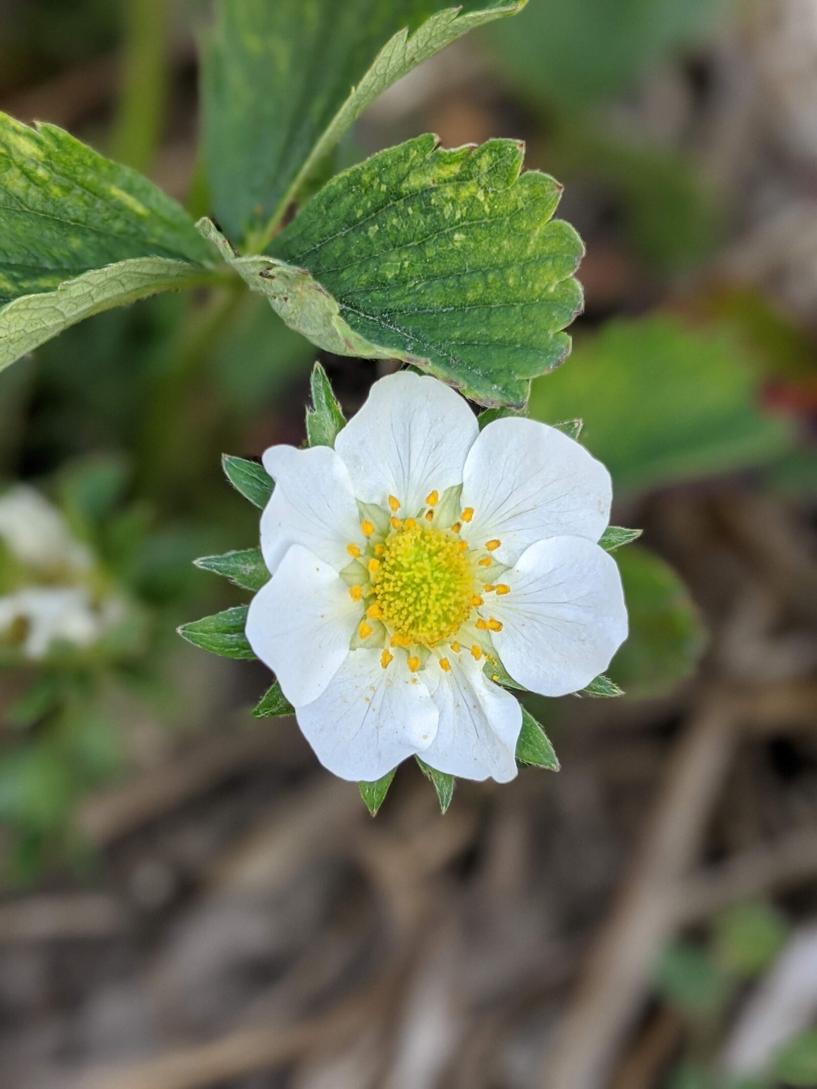 Google Pixel 3a sample photo. Strawberry flower, blossom, bloom photography