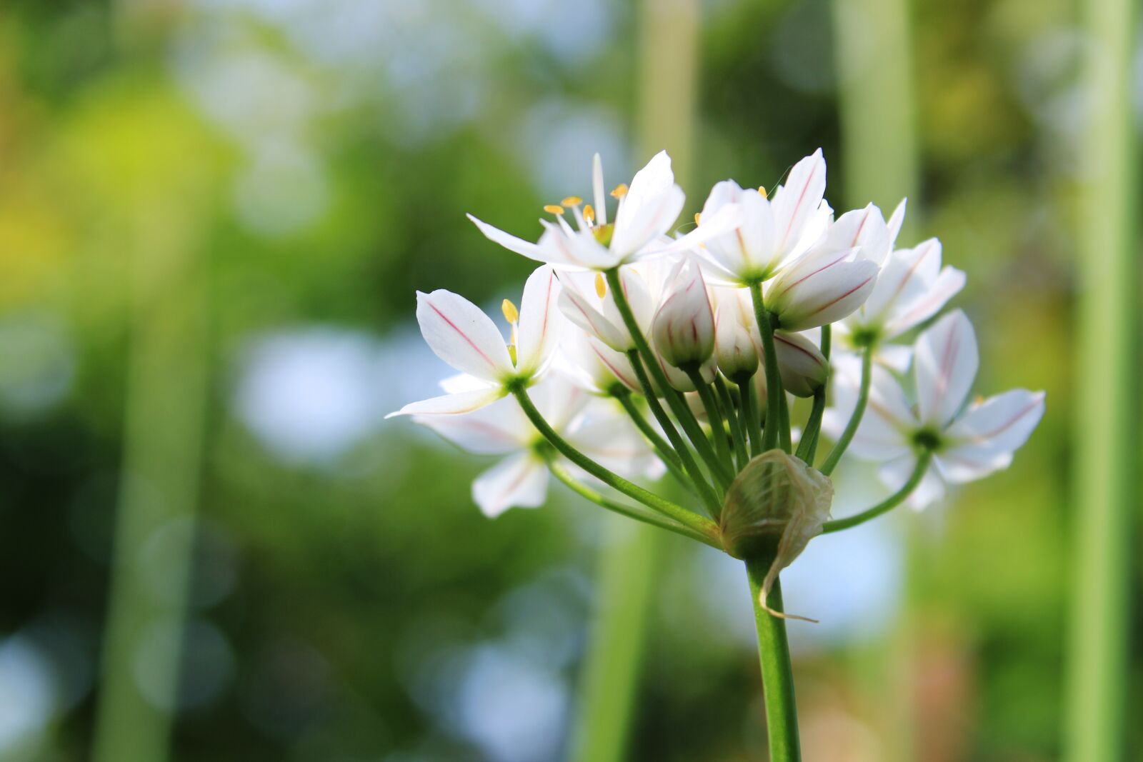Canon EOS 2000D (EOS Rebel T7 / EOS Kiss X90 / EOS 1500D) sample photo. Garlic chives, flowers, white photography