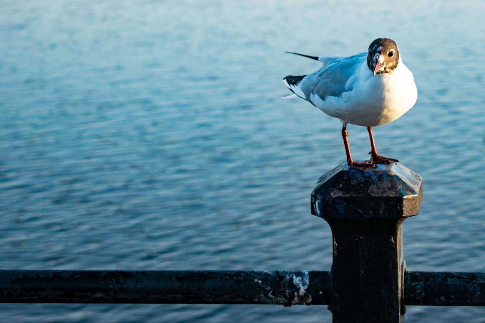 Nikon D3300 sample photo. Black headed gull, sea photography