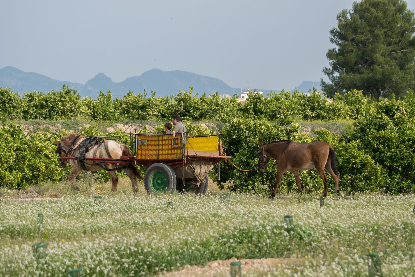 Nikon D5300 sample photo. Farm, nature, cavalry photography