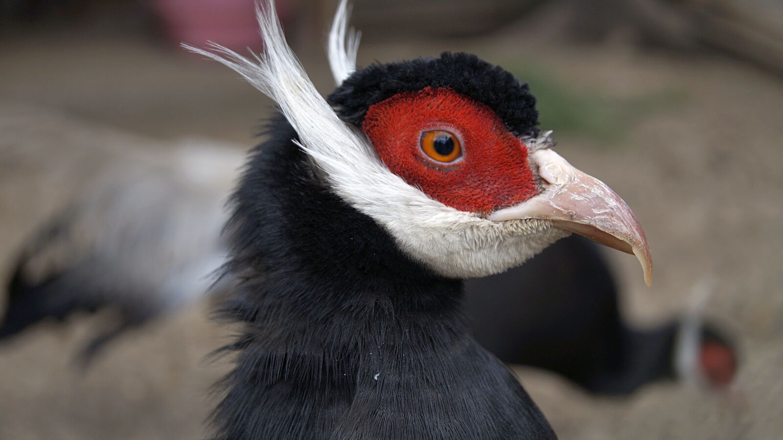 Sony SLT-A37 sample photo. Prica, feathered race, beak photography